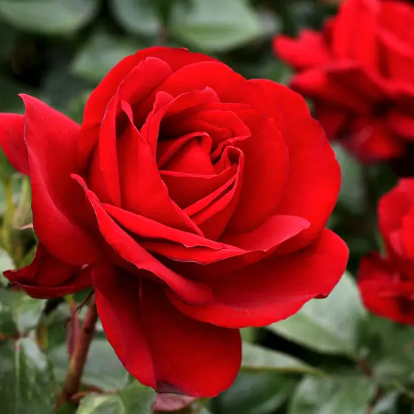 Rose Gallipoli Centenary Rose Gallipoli Centenary