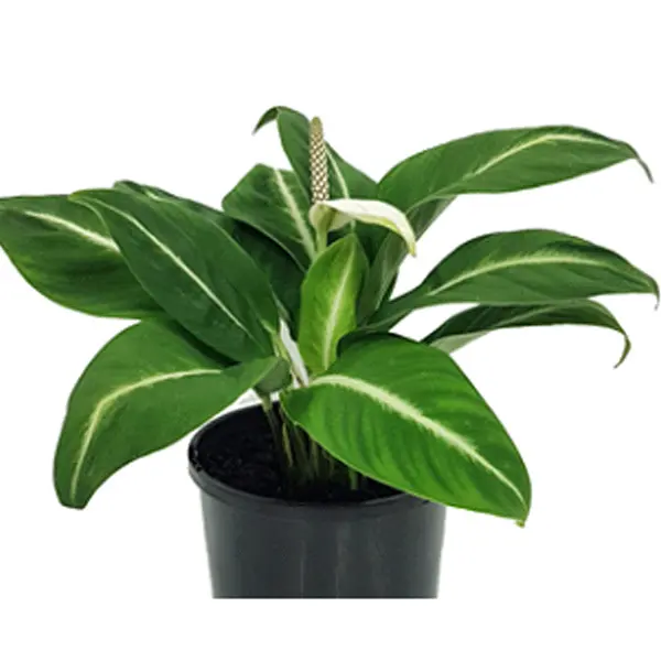 Spathiphyllum Floribundum Spathiphyllum Floribundum