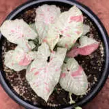 Syngonium Confetti P10syncon - Garden Express Australia