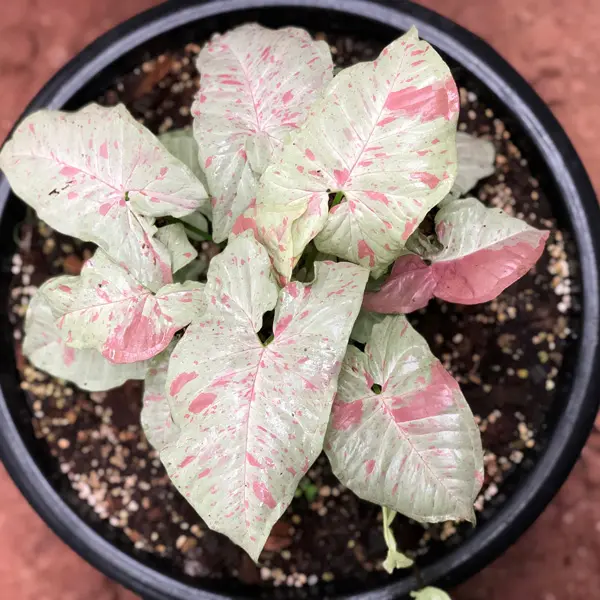 Syngonium Confetti Syngonium Confetti