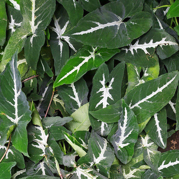 Syngonium Green Velvet Syngonium Green Velvet
