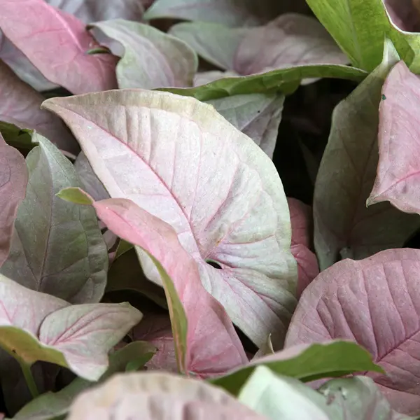 Syngonium Pink Beauty Syngonium Pink Beauty