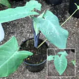 Xanthosoma Frozen Planet P14xanfpl - Garden Express Australia