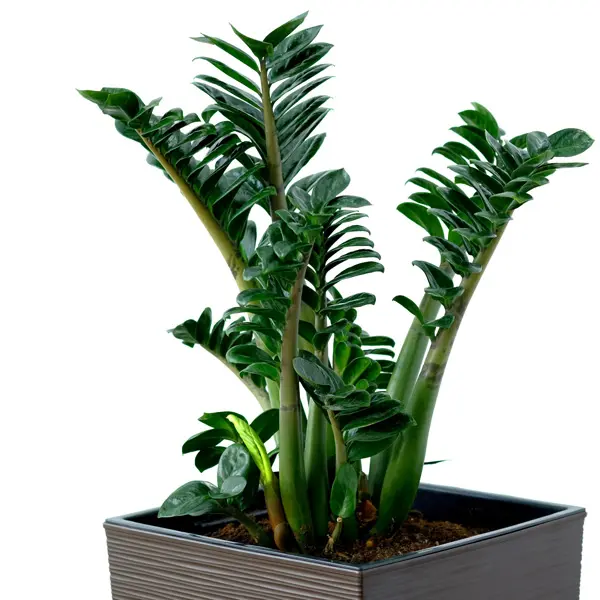 Zamioculcas Zenzii Zamioculcas Zenzii