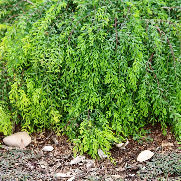 Acacia Honeybun 140mm