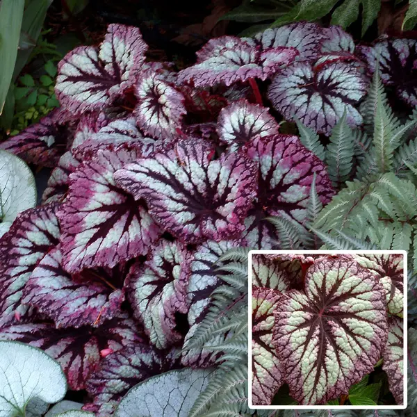 Begonia Fireworks Begonia Fireworks