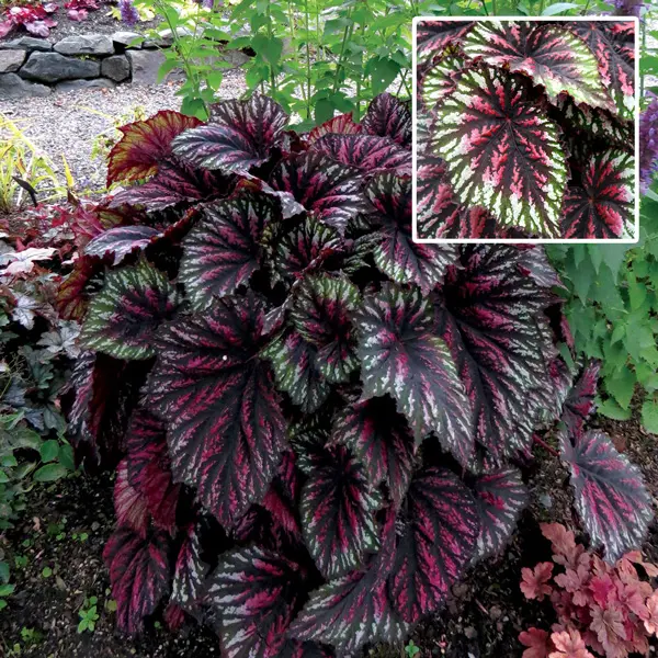 Begonia T-rex Painters Palette Begonia T-rex Painters Palette