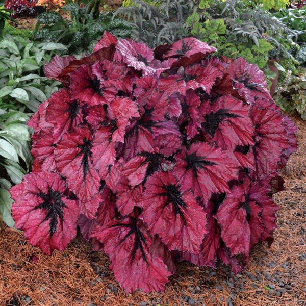 Begonia T-rex Ruby Slippers Begonia T-rex Ruby Slippers