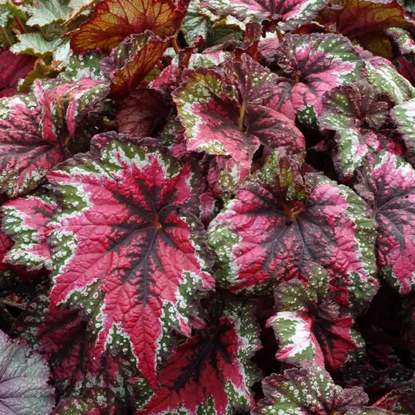 Begonia T-rex Saint Nick Begonia T-rex Saint Nick