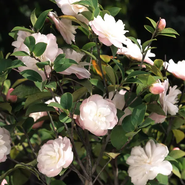 Camellia Cinnamon Cindy Camellia Cinnamon Cindy