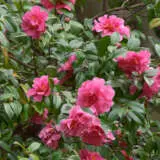 Camellia Collection 2 Camellia Collection 2