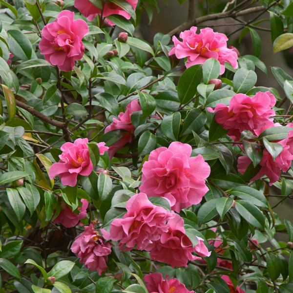 Camellia Collection 2 Camellia Collection 2