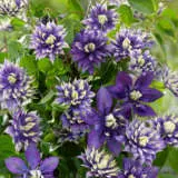 Clematis Taiga P10cletai - Garden Express Australia