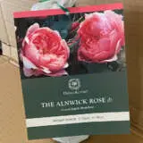 David Austin Rose The Alnwick Rose (Pbr) David Austin Rose The Alnwick Rose (Pbr)