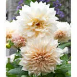 Dahlia Cafe Au Lait Dahlia Cafe Au Lait