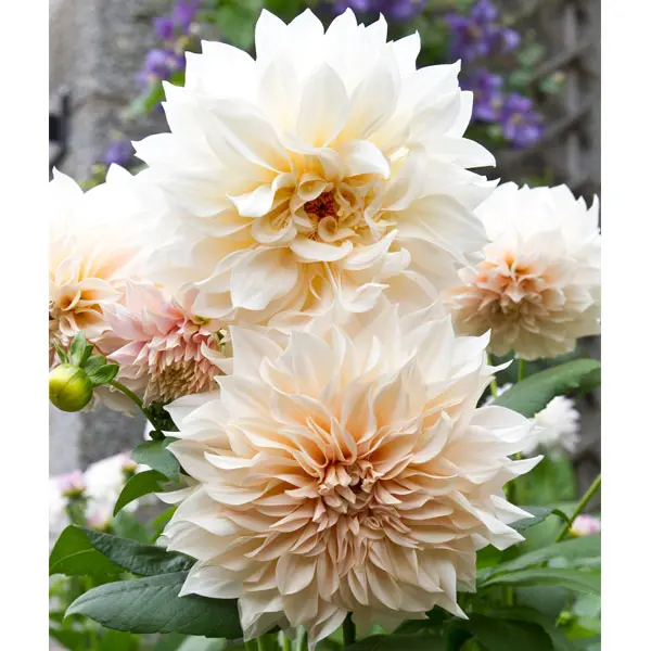 Dahlia Cafe Au Lait Dahlia Cafe Au Lait