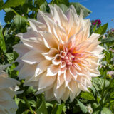 Dahlia Cafe Au Lait Dahlia Cafe Au Lait