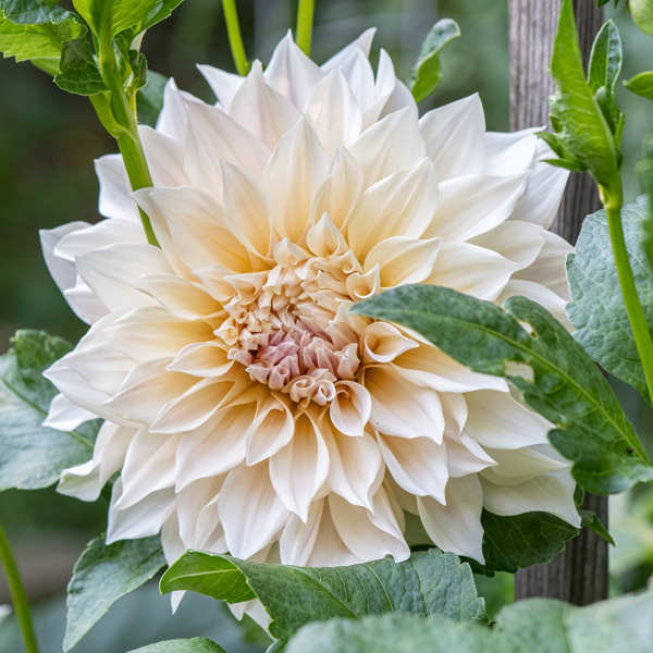 Dahlia Cafe Au Lait Dahlia Cafe Au Lait