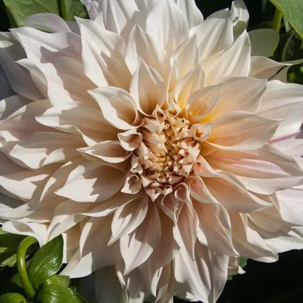 Dahlia Cafe Au Lait Dahlia Cafe Au Lait