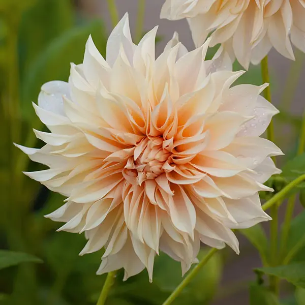 Dahlia Cafe Au Lait Dahlia Cafe Au Lait