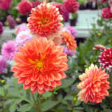 Dahlia Dalina Emilio P68dahemi - Garden Express Australia