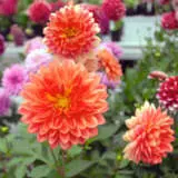 Dahlia Dalina Emilio P68dahemi - Garden Express Australia