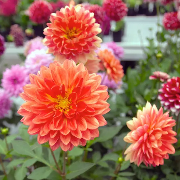 Dahlia Dalina Emilio Dahlia Dalina Emilio