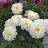Dahlia Dalina Lopez P68dahdlp - Garden Express Australia