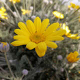Euryops Yellow Marguerite P75euryma - Garden Express Australia