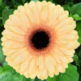 Gerbera Cream Beach Plagercbe - Garden Express Australia