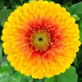 Gerbera Janice Plagerjan - Garden Express Australia