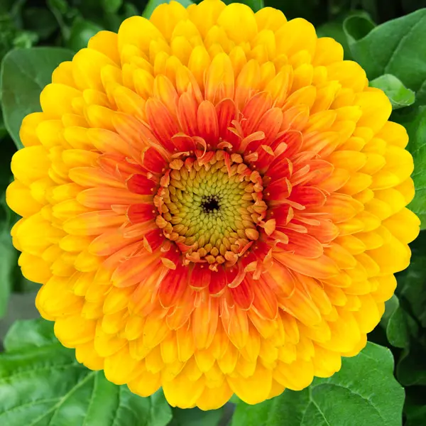 Gerbera Janice Gerbera Janice