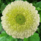 Gerbera Kermit Plagerker - Garden Express Australia