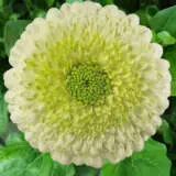 Gerbera Kermit Plagerker - Garden Express Australia