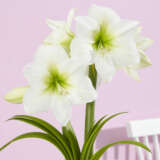 Hippeastrum Antarctica Hippeastrum Antarctica
