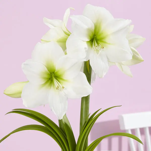 Hippeastrum Antarctica Hippeastrum Antarctica