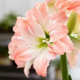 Hippeastrum Giant Amadeus Hippeastrum Giant Amadeus