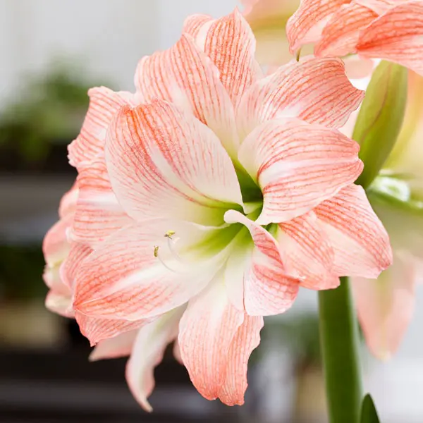 Hippeastrum Giant Amadeus Hippeastrum Giant Amadeus