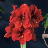 Hippeastrum Lion King Hippeastrum Lion King