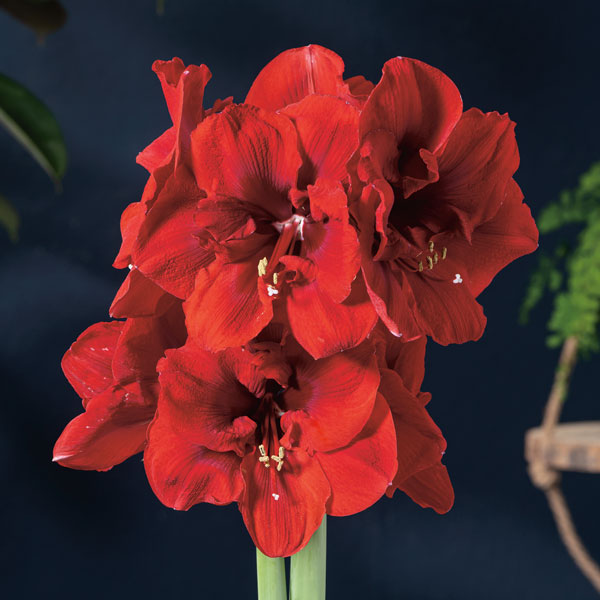 Hippeastrum Lion King Hippeastrum Lion King