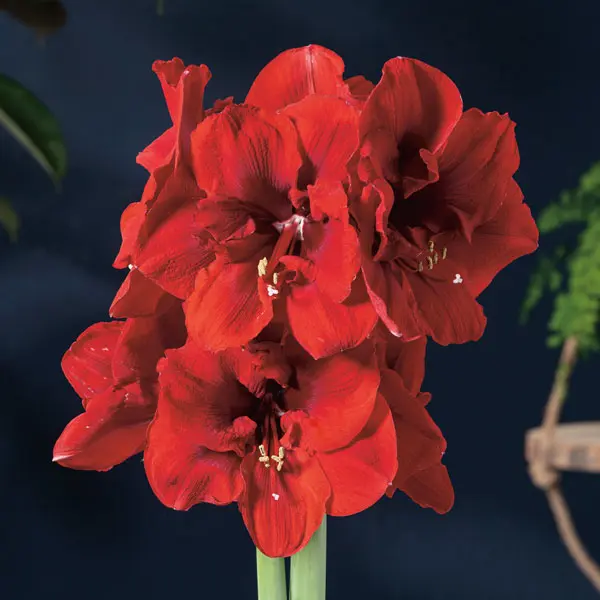 Hippeastrum Lion King Hippeastrum Lion King