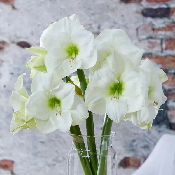 Hippeastrum Mont Blanc Hippeastrum Mont Blanc