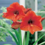 Hippeastrum Orange Souvereign Hippeastrum Orange Souvereign