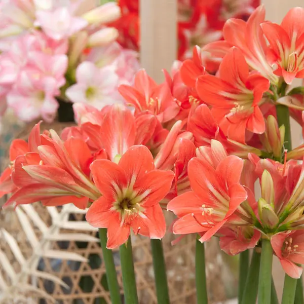 Hippeastrum Sonatini Miss Piggy Hippeastrum Sonatini Miss Piggy