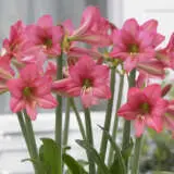 Hippeastrum Sonatini Sweet Sixteen Pkhipsss - Garden Express Australia