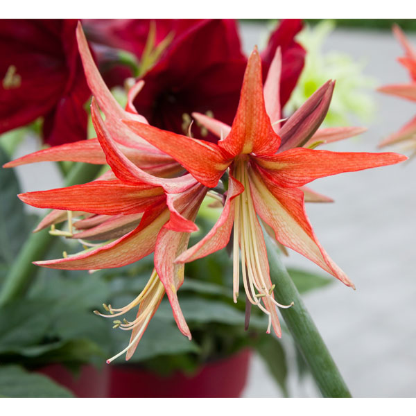 Hippeastrum Sumatra