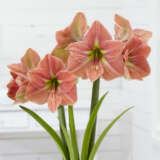 Hippeastrum Terracotta Star Hippeastrum Terracotta Star