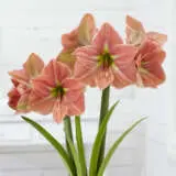 Hippeastrum Terracotta Star Hippeastrum Terracotta Star