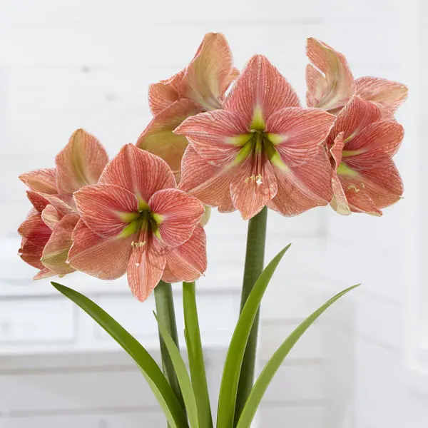 Hippeastrum Terracotta Star Hippeastrum Terracotta Star