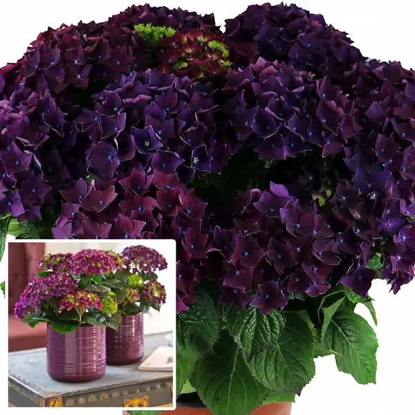 Hydrangea Deep Purple (pbr) Hydrangea Deep Purple (pbr)
